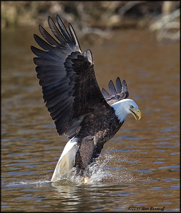 _1SB8722 bald eagle catching fish.jpg